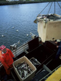 Unloading Cod, Ravfarhofn, North Iceland, Iceland, Polar Regions Photographic Print by David Lomax