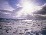 Pack Ice with Dominican Gulls, Antarctica, Polar Regions Lámina fotográfica por Geoff Renner
