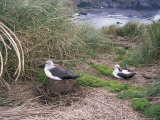 Yellow-Nosed Albatross, Gough Island, Tristan Da Cunha Group, South Atlantic Lámina fotográfica por Geoff Renner Yellow-Nosed Albatross, Gough Island, Tristan Da Cunha Group, South Atlantic Lámina fotográfica por Geoff Renner