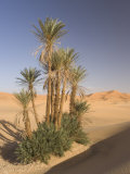 Erg Chebbi, Merzouga, Sahara Desert, Morocco, North Africa, Africa Photographic Print by Gavin Hellier