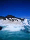 Iceberg and Adelie Penguins, Antarctica, Polar Regions Photographic Print by Geoff Renner