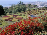 Jardim Botanico (Botanical Gardens), Funchal, Madeira, Portugal, Atlantic Photographic Print by Jenny Pate