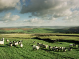 Sheep on Abney Moor on an Autumn Morning, Peak District National Park, Derbyshire, England Photographic Print by David Hughes