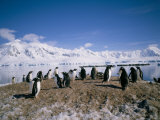 Gentoo Penguins, Antarctica, Polar Regions Photographic Print by Geoff Renner