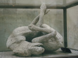 Cast of Dog, Pompeii, Campania, Italy Photographic Print by Walter Rawlings