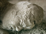 Victim of Vesuvius Eruption, Pompeii, Campania Photographic Print by Walter Rawlings