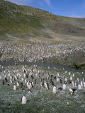 Chinstrap Penguins at Baily Head, Deception Island, Antarctica, Polar Regions Photographic Print by Geoff Renner