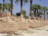 Avenue of Sphinxes, Luxor Temple, Luxor, Thebes, Unesco World Heritage Site, Egypt Photographic Print by Gavin Hellier