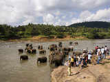 Pinnewala Elephant Orphanage Near Kegalle, Hill Country, Sri Lanka Photographic Print by Gavin Hellier Pinnewala Elephant Orphanage Near Kegalle, Hill Country, Sri Lanka Photographic Print by Gavin Hellier