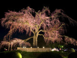 Famous Giant Weeping Cherry Tree in Blossom and Illuminated at Night, Maruyama Park, Kyoto, Honshu Photographic Print by Gavin Hellier
