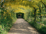 Laburnum Walk in Wilderness Gardens, Hampton Court, Greater London, England, United Kingdom Photographic Print by Walter Rawlings