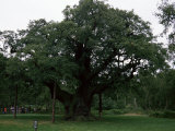 The Major Oak, Sherwood Forest, Nottinghamshire, England, United Kingdom Photographic Print by Jenny Pate