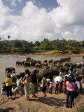 Pinnewala Elephant Orphanage Near Kegalle, Hill Country, Sri Lanka Photographic Print by Gavin Hellier Pinnewala Elephant Orphanage Near Kegalle, Hill Country, Sri Lanka Photographic Print by Gavin Hellier