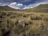 Bunch Grass on Windswept Altiplano, Puno, Cuzco, Peru, South America Photographic Print by Walter Rawlings