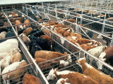 Breeding Grazing Feed Lot, Final Fattening, Resold at Each Stage, Texas Photographic Print by Walter Rawlings