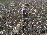 Cotton Picking, Sao Paolo State, Brazil, South America Photographic Print by Walter Rawlings