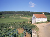 Vineyards on Route Des Grands Crus, Nuits St. Georges, Dijon, Burgundy, France Photographic Print by Geoff Renner
