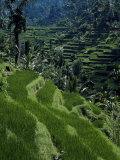 Terraced Rice Fields Near Gagah, Bali, Indonesia, Southeast Asia Photographic Print by James Green
