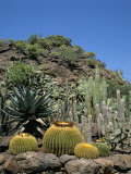 Cacti, Palmitos Park, Gran Canaria, Canary Islands, Spain Photographic Print by G Richardson