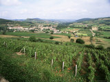 Maconnais Vineyards, Poilly Fuisse, Near Macon, Saone-Et-Loire, Burgundy, France Photographic Print by David Hughes
