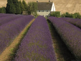 Snowshill Lavender Farm, Gloucestershire, the Cotswolds, England, United Kingdom Photographic Print by David Hughes