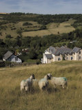 Sheep, Woodmancote Village Viewed from Cleeve Hill, the Cotswolds, Gloucestershire, England Lámina fotográfica por David Hughes Sheep, Woodmancote Village Viewed from Cleeve Hill, the Cotswolds, Gloucestershire, England Lámina fotográfica por David Hughes
