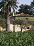 Vineyards, Clos Mireille, Cotes Du Provence, Var, Provence, France Photographic Print by David Hughes