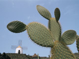 Jardin De Cactus Near Guatiza, Lanzarote, Canary Islands, Spain Photographie par Hans Peter Merten