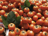 Tomatoes on Market Stall, Kingston-Upon-Thames, Surrey, England, United Kingdom Photographic Print by Jane Legate