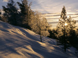 Sun Through Trees, Rondablikk, Norway, Scandinavia Photographic Print by David Poole