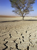 Dried and Cracked Mud in Sossusvlei Pan, Sossusvlei, Namibia, Africa Photographic Print by David Poole