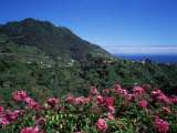 Landscape Near Sao Roque Do Faial, Island of Madeira, Portugal, Atlantic Photographie par Hans Peter Merten