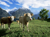 Cows Near Grindelwald, Bernese Oberland, Swiss Alps, Switzerland Photographic Print by Hans Peter Merten