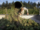 Grape Harvest, Mosel Valley, Rheinland-Pfalz (Rhineland Palatinate), Germany Photographie par Hans Peter Merten