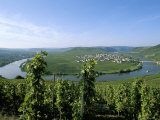 Vineyard Near Trittenheim, Mosel Valley, Rheinland-Pfalz (Rhineland-Palatinate), Germany Photographie par Hans Peter Merten