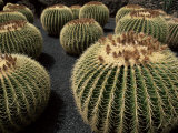 Jardin De Cactus Near Guatiza, Lanzarote, Canary Islands, Spain Photographie par Hans Peter Merten