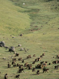 Gelada Baboons, Simien Mountains National Park, Unesco World Heritage Site, Ethiopia, Africa Lámina fotográfica por David Poole Gelada Baboons, Simien Mountains National Park, Unesco World Heritage Site, Ethiopia, Africa Lámina fotográfica por David Poole