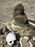 Human Remains Preserved Over 500 Years, Chauchilla Cemetery, Nazca, Peru, South America Photographic Print by Christopher Rennie