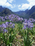 Agapanthus Flowers Near Serra De Agua, Madeira, Portugal Photographie par Hans Peter Merten
