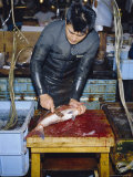 Cutting Live Fish, Morning Fish Market, Tsukiji, Tokyo, Japan Photographie par Christopher Rennie