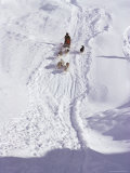 Dog Transport, Greenland, Polar Regions Photographie par Jack Jackson