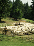 Shepherds Tending Sheep, Bucegi Mountains, Carpathian Mountains, Transylvania, Romania Photographic Print by Christopher Rennie