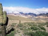 Cardones Growing in the Desert at 3000 Metres, Near Alfarcito, Jujuy, Argentina, South America Photographie par Lousie Murray