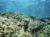 Shallow Top of the Reef is Nursery for Young Fish, Sabah, Malaysia, Southeast Asia Photographic Print by Lousie Murray