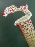 Trap of Carnivorous Plant, Sarracenia Leucophylla, Kew Gardens, London, England Photographie par Lousie Murray