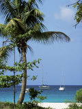 Yachts and Palms, Barbados, West Indies, Caribbean, Central America Photographic Print by J Lightfoot