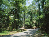 Sub Tropical Forest, Hunting Island State Park, South Carolina, USA Photographic Print by Duncan Maxwell