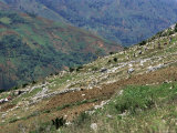 People Working in Steep Mountain Fields, at 2000M, Haiti, West Indies, Central America Photographic Print by Lousie Murray