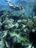 Snorkeller Hangs Above the Reef in Marovo Lagoon, with Giant Clam in Foreground, Solomon Islands Photographie par Lousie Murray