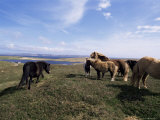 Groups of Shetland Ponies Graze the Moors of Yell, Shetlands, Scotland, United Kingdom Lámina fotográfica por Lousie Murray Groups of Shetland Ponies Graze the Moors of Yell, Shetlands, Scotland, United Kingdom Lámina fotográfica por Lousie Murray